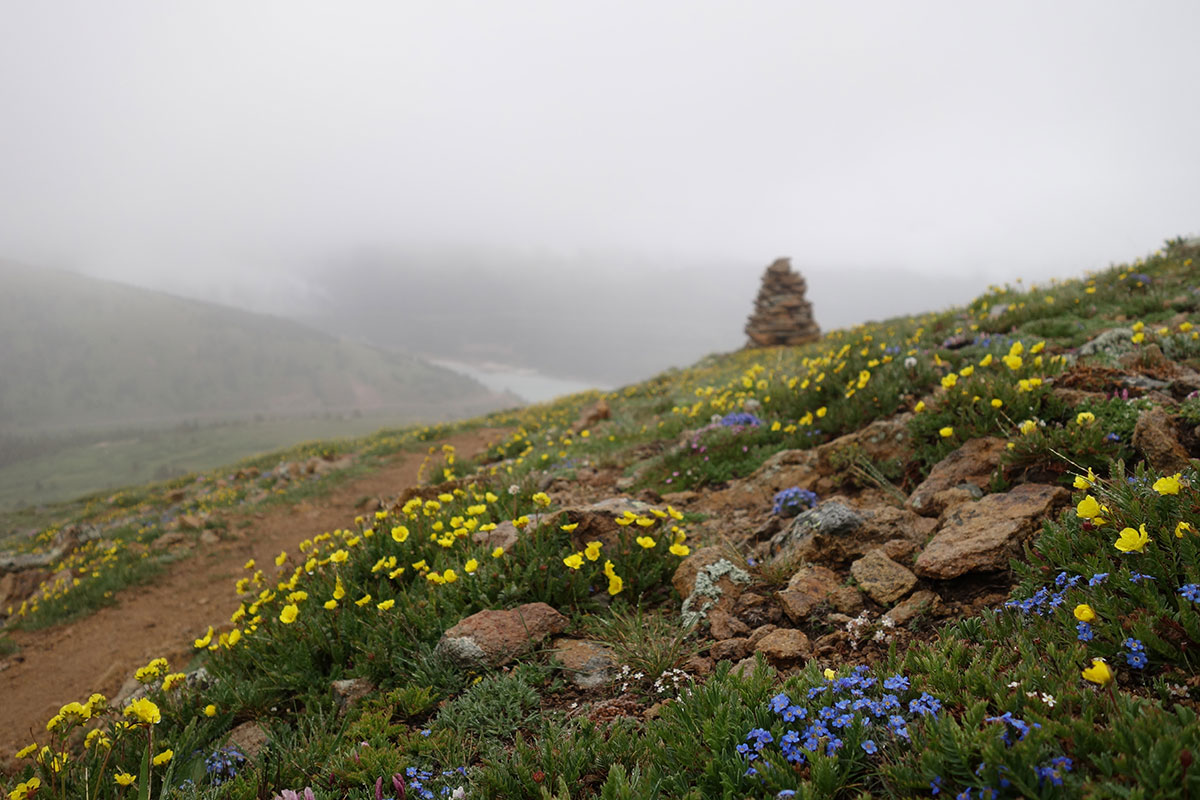 Wildflowers on the Continental Divide Trail.