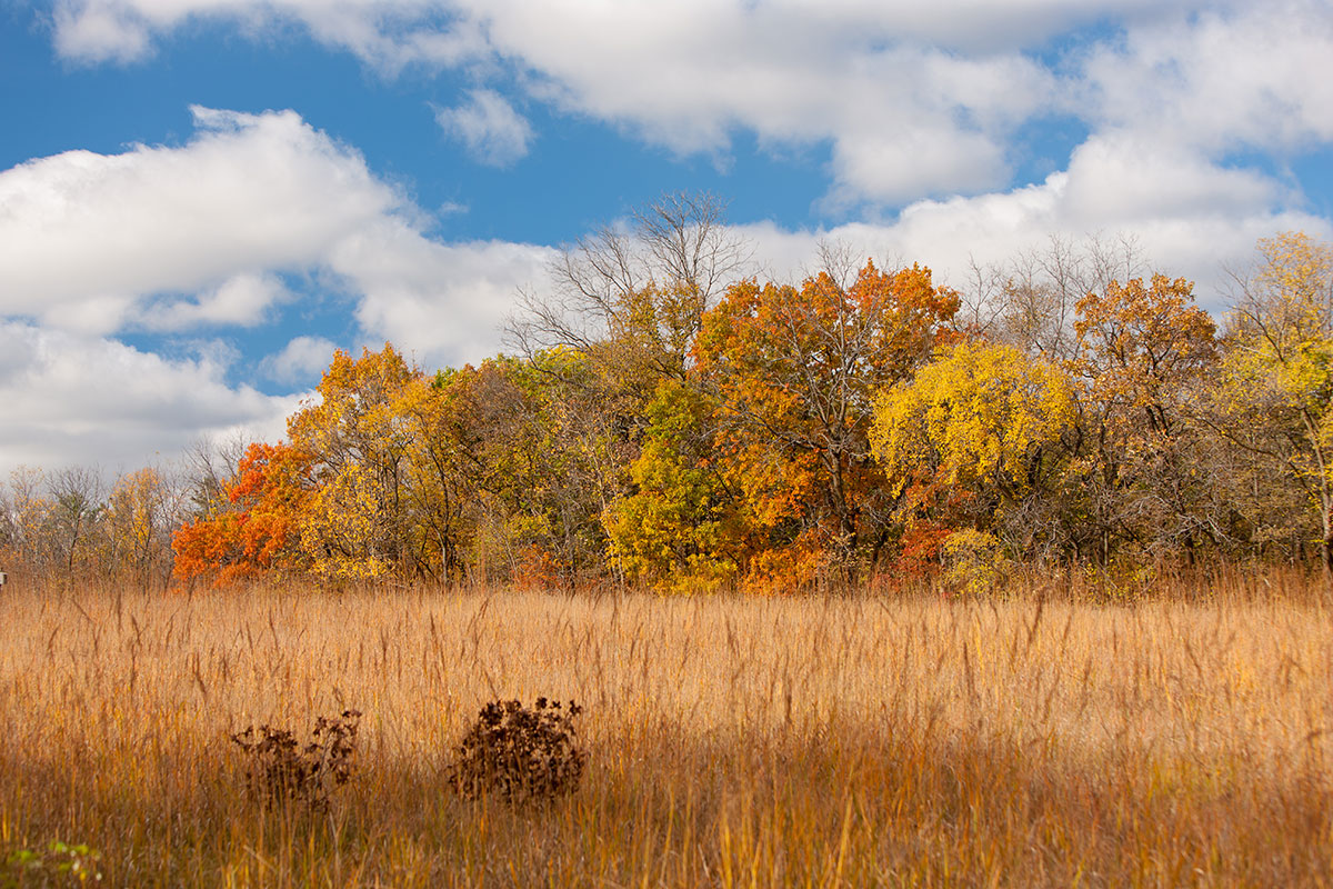 Autumn colors on the Ice Age Trail.