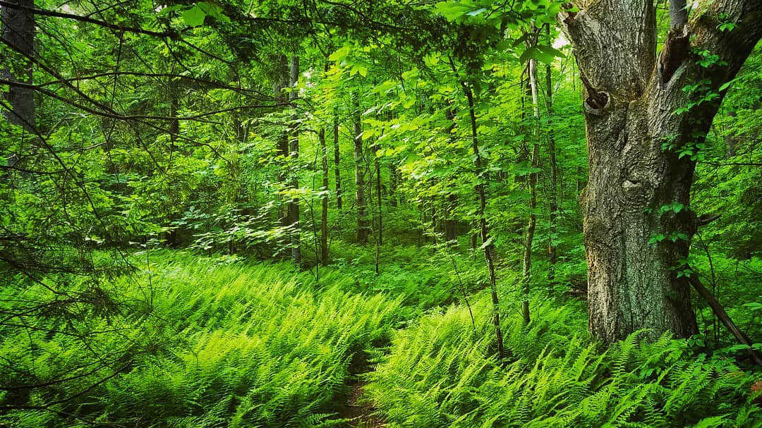 Trail running through green forest.