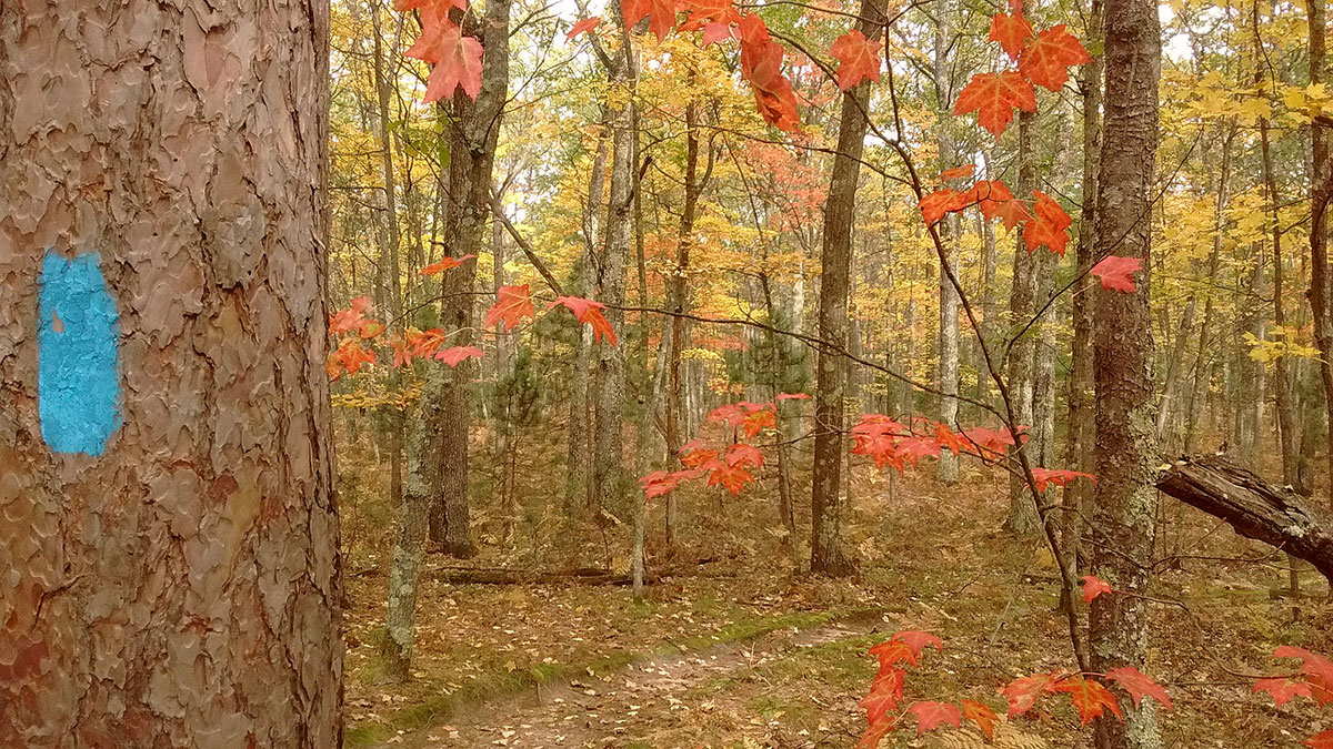 Blue blaze and fall foliage on the NCT.