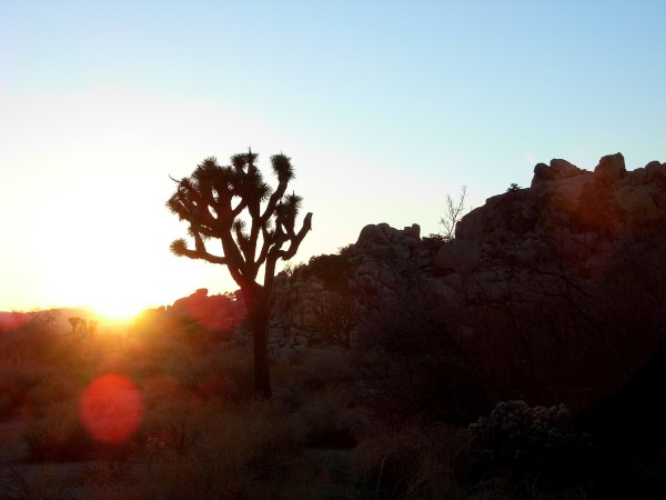 Joshua Tree