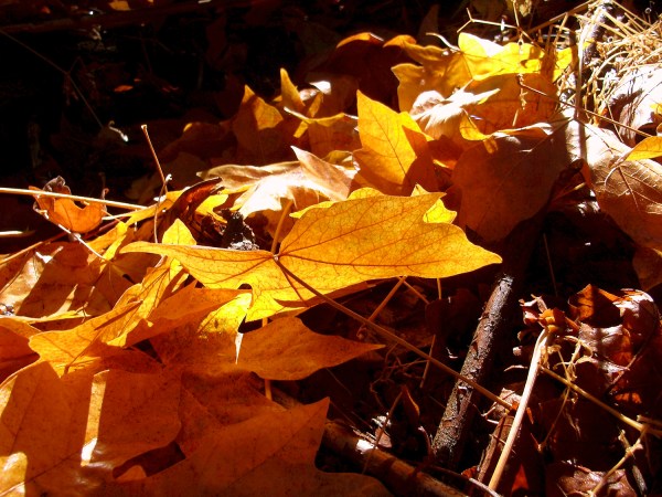 California Fall Foliage