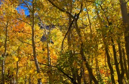 California Fall Foliage