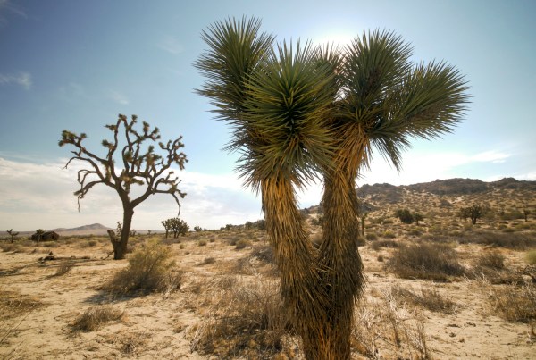 Joshua Tree