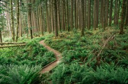 Middle Fork Trail