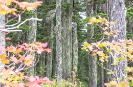 Fall Landscape