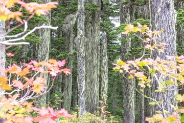 Fall Landscape