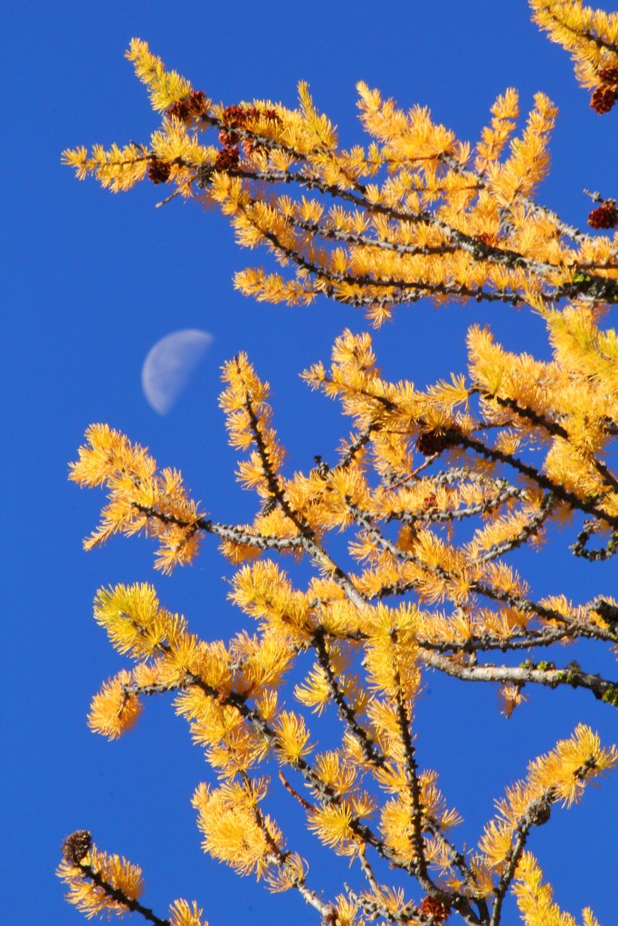 Why Leaves Change Color