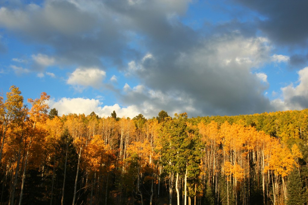 Why Leaves Change Color