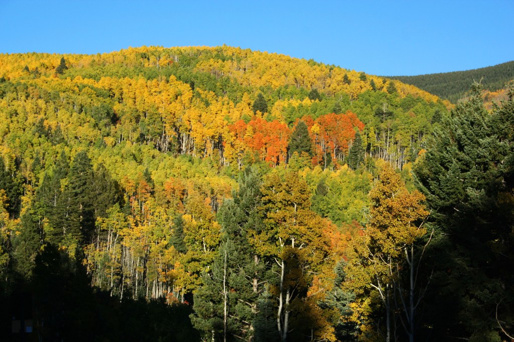 Why Leaves Change Color