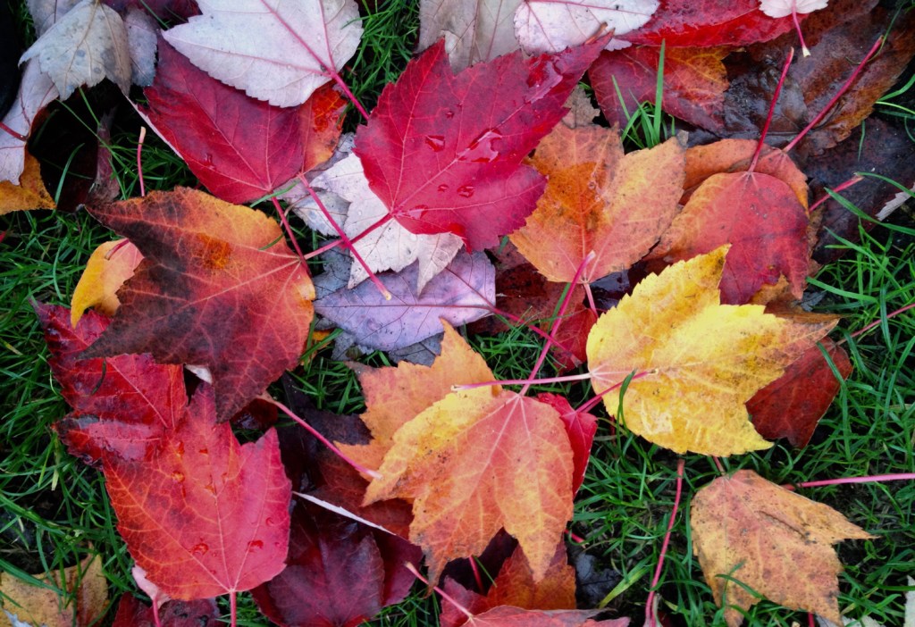 Why Leaves Change Color