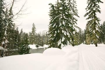 Snow and Evergreen Trees