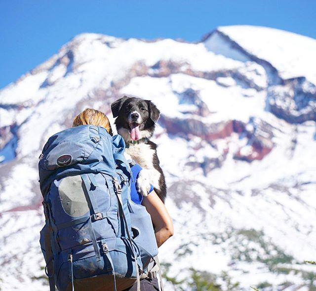 backpacker carrying cute dog