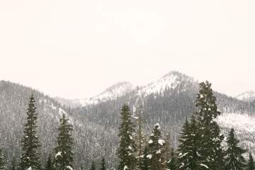 trees and snow