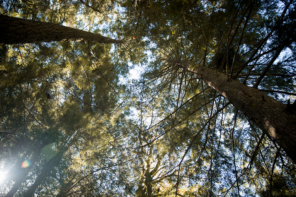 walking under a canopy of tree branches