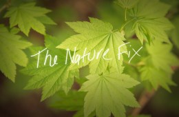 The Nature Fix - picture of green leaves