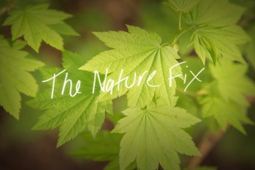 The Nature Fix - picture of green leaves