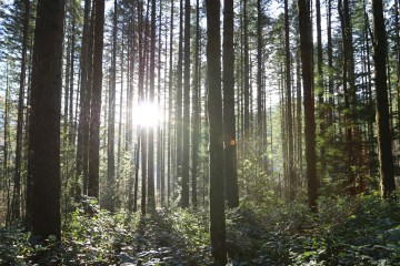 the sun bursts through trees in a forest