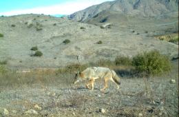 How One Trail Runner Helps the NPS Study Wildlife