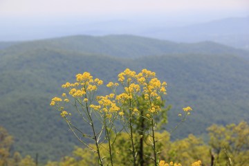 Where and When to See Wildflowers on the Trail