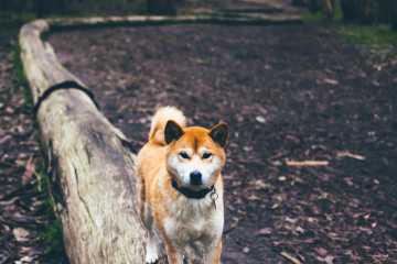 Your Everything Guide to Running with Dogs