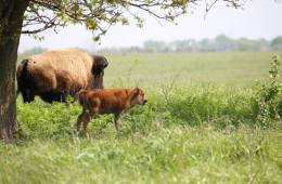 Bison grazing