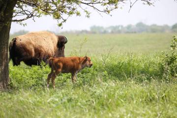 Bison grazing