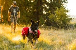 dog walking in a field