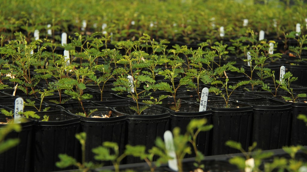 Returning Roots seedlings