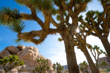 Joshua Tree National Park Visitor Guide