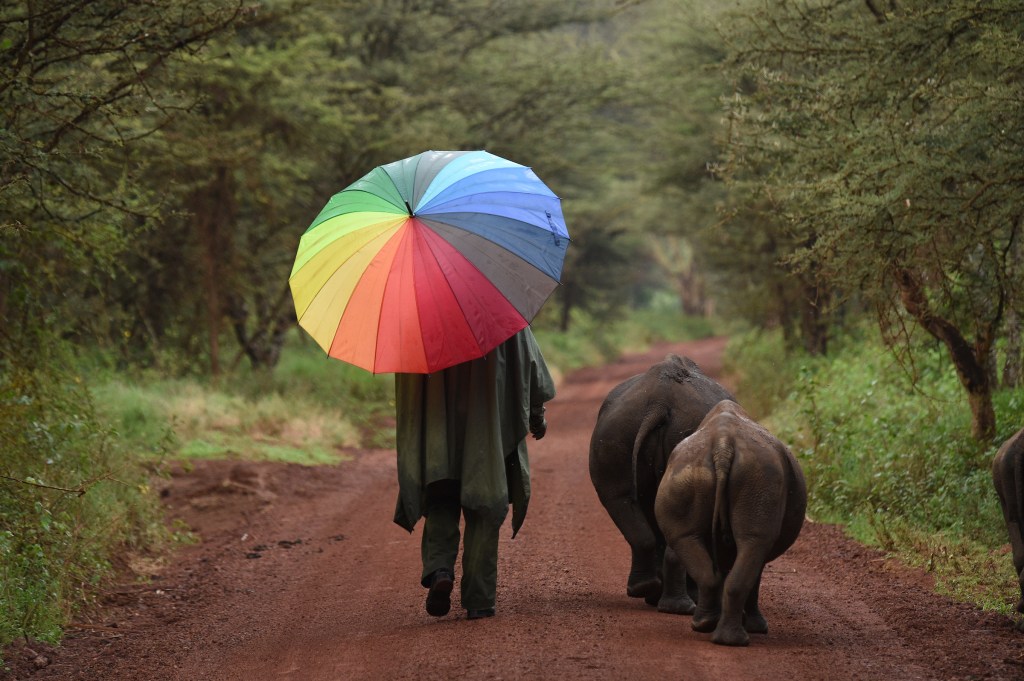 person walking alongside animals