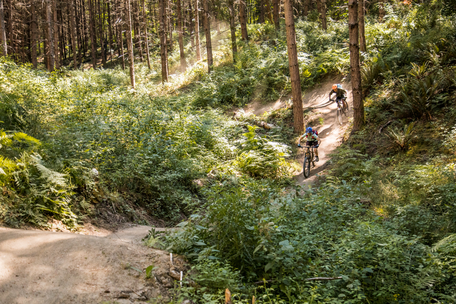 Dockton Forest trail system