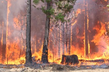 wildfire