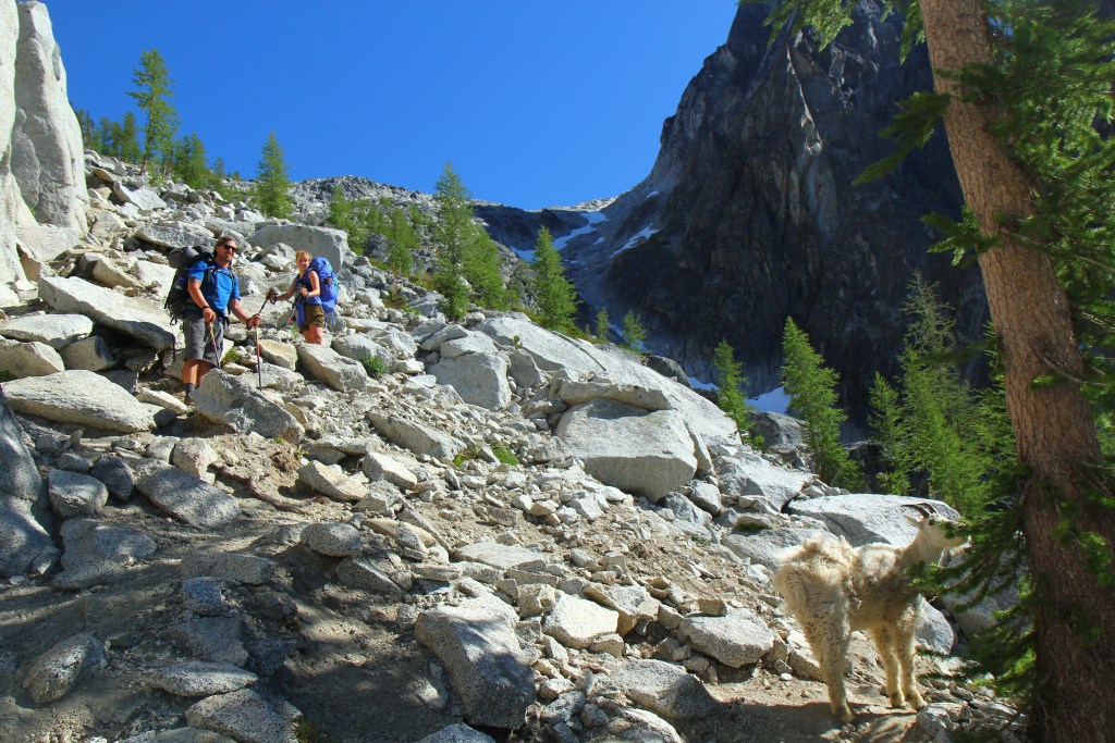 hikers near a mountain goat