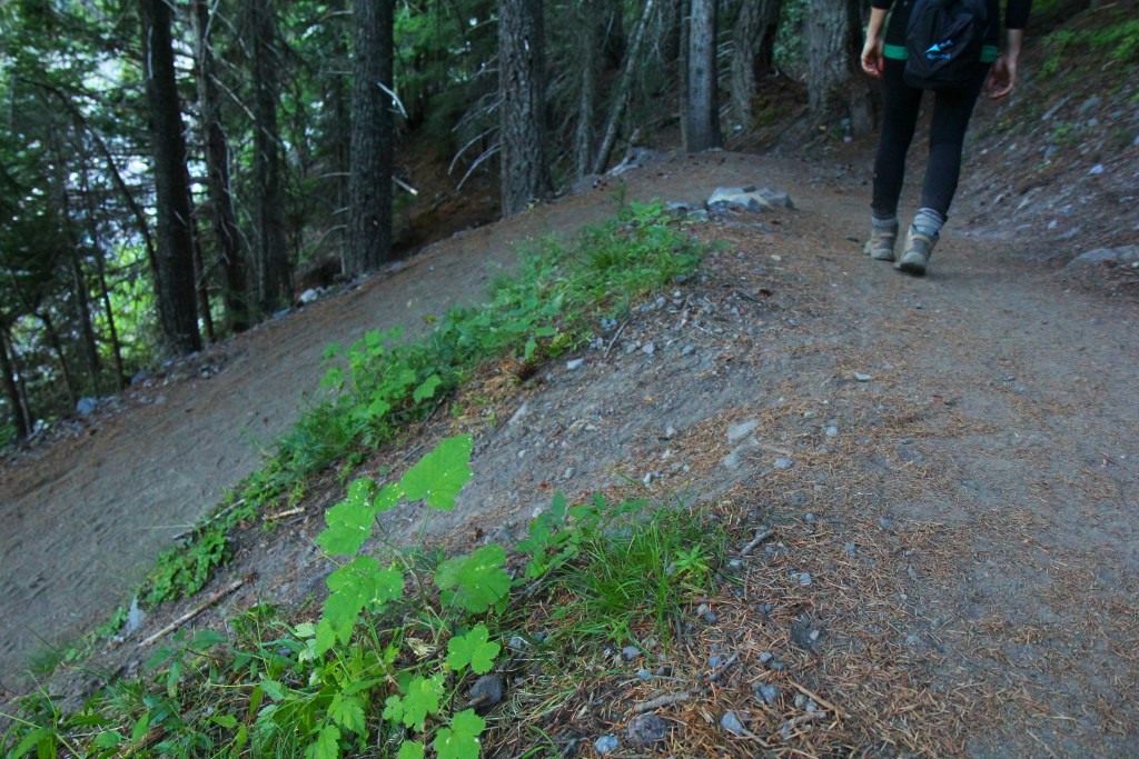 Hiker on a trail