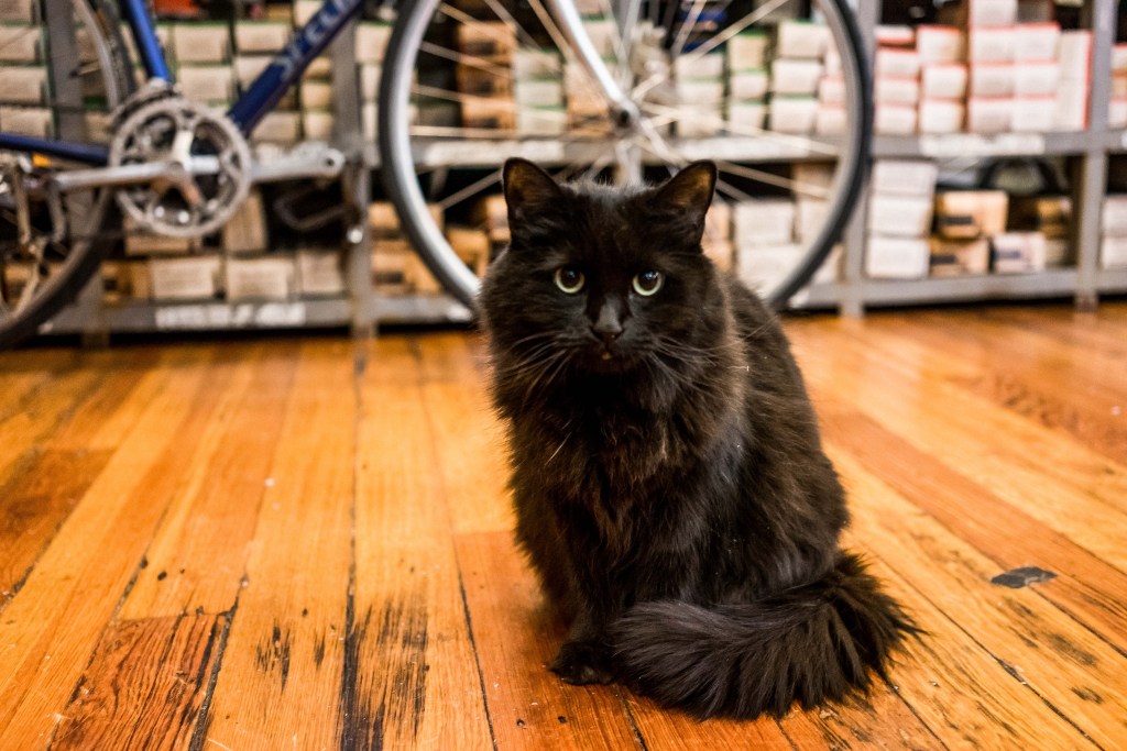 One of the Chocolate Spokes shop cats