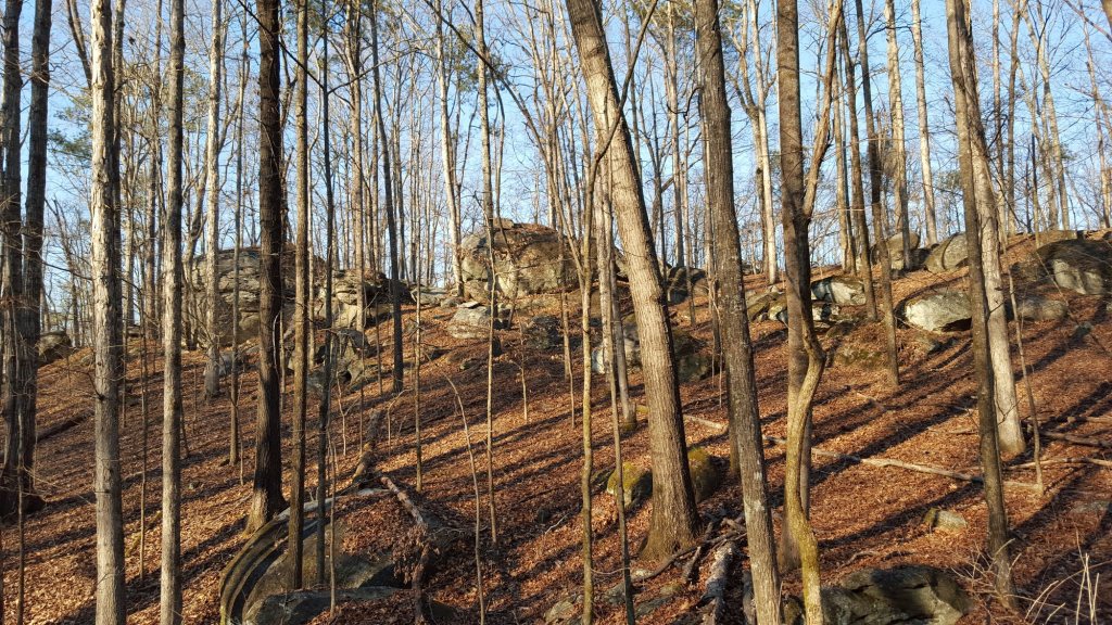 Boulders in the woods at Panola Mountain State Park.