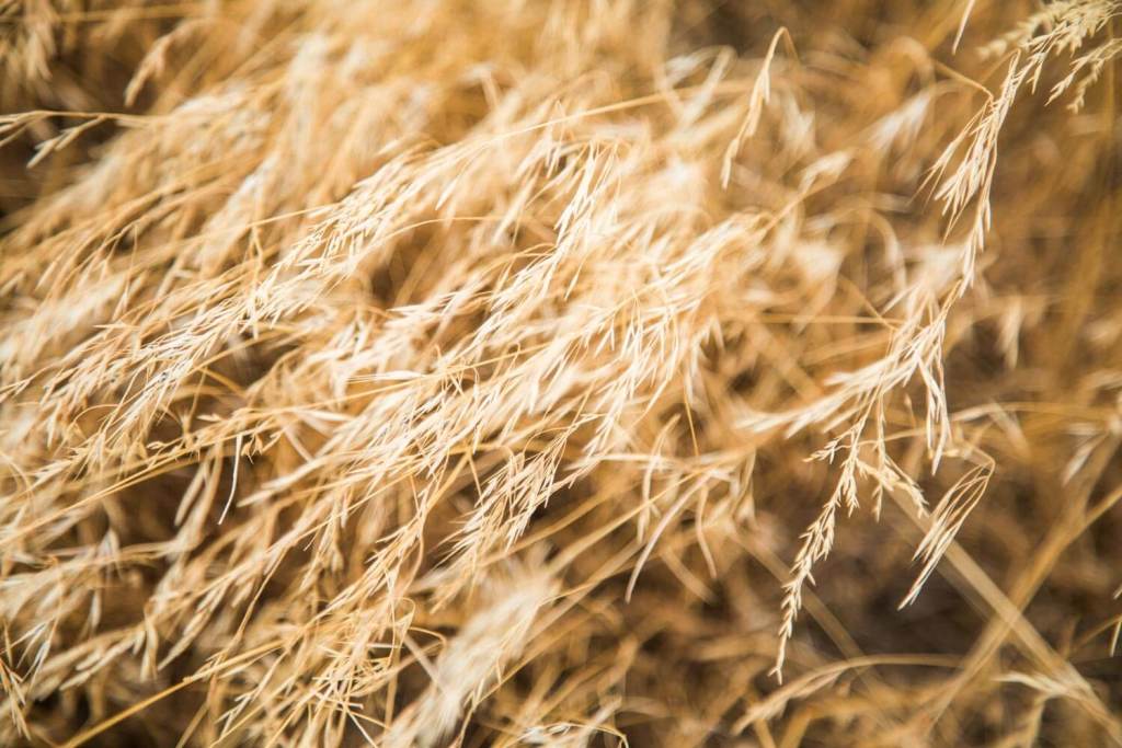 Golden grass.