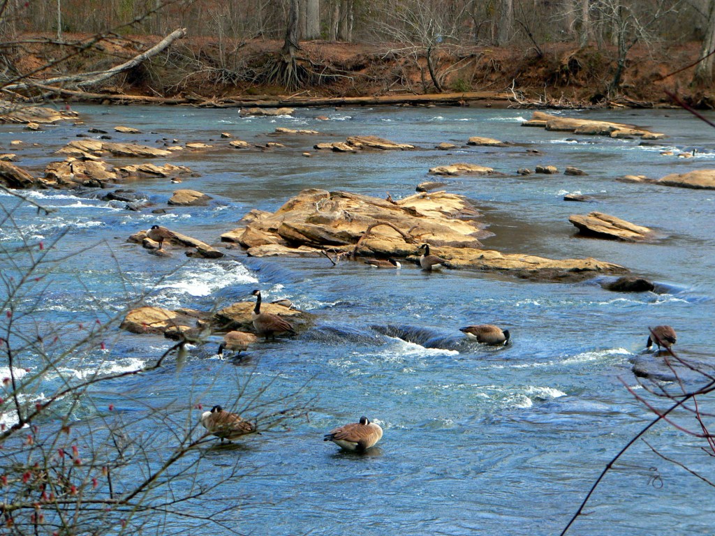 Geese in the Chattahoochee River