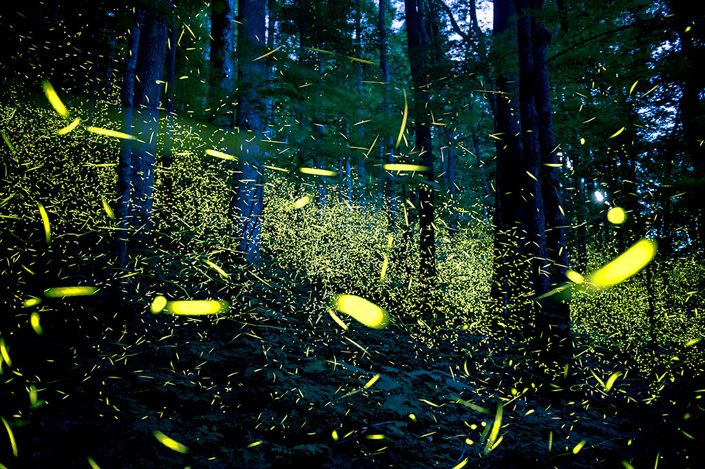 Synchronous fireflies