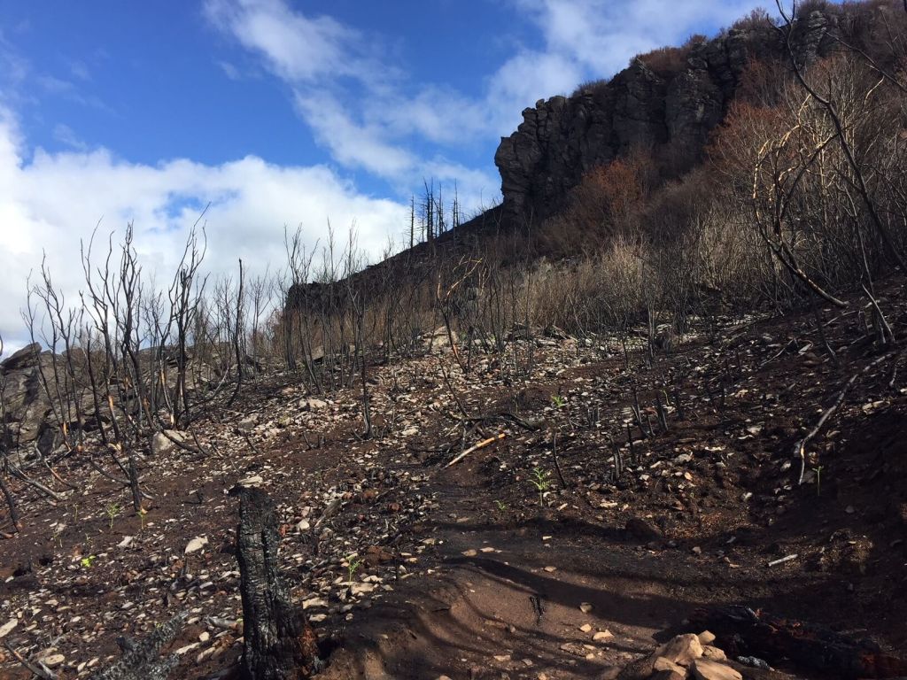 ​The Angel’s Rest Trail was among the areas most impacted by the Eagle Creek Fire.