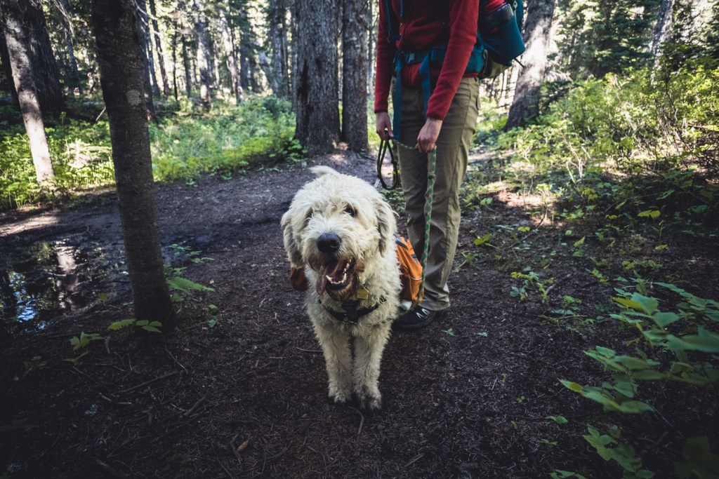 7. Bring extra treats for passers-by