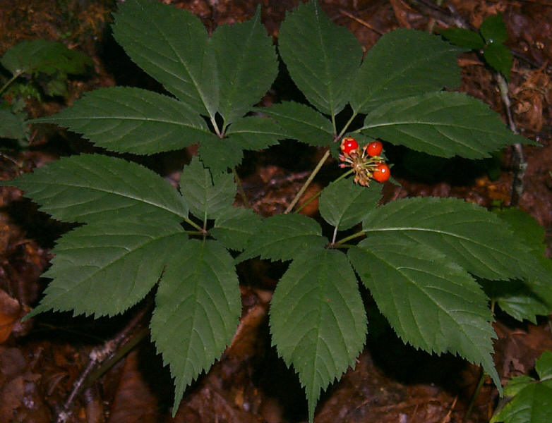 Ginseng