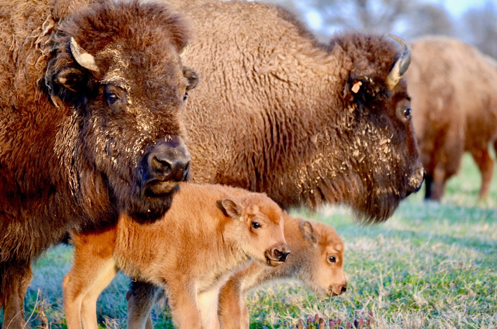 The park's resident herd of buffalo, for which the Happy Herd IPA is named. (Photo Credit: Shelby Farms Park)