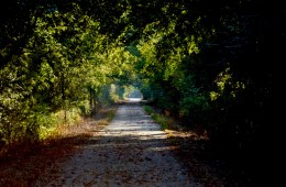 Shelby Farms Greenline. (Photo Credit: Shelby Farms Park Conservancy)