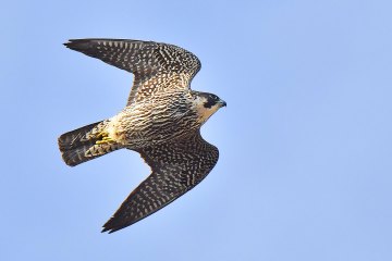 Peregrine falcon