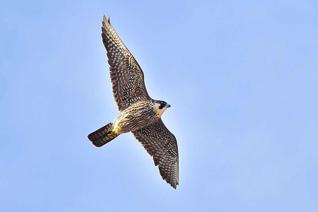 Peregrine falcon 