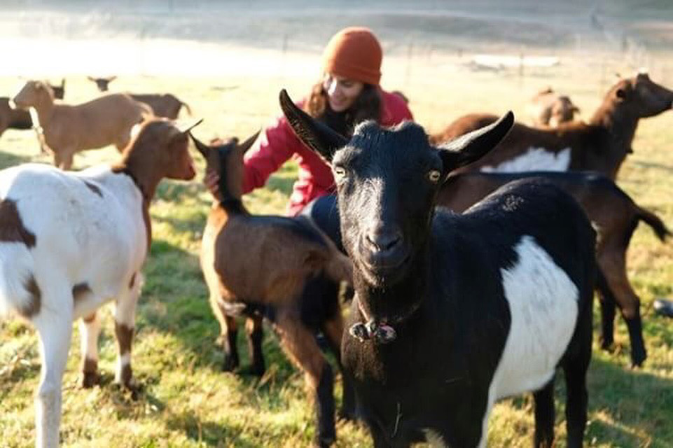 A woman looking after goats in a field.