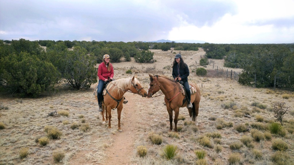 Two horses nuzzle noses