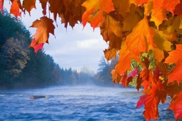 The Tahquamenon River with fall color in Tahquamenon Falls State Park near Newberry Michigan.